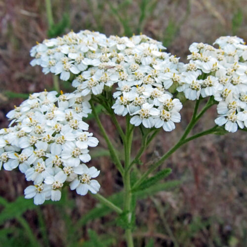 ACHILLEA.RU